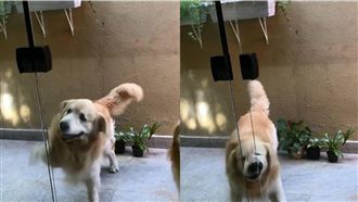 發現有早餐…阿金竟然「用鼻子開門」