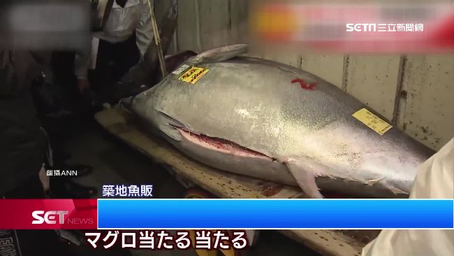 築地鮪魚王最後拍賣　3645萬落槌