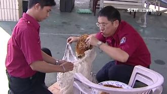 新北外包捕蜂捉蛇　9成業務歸動保處