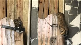 台中「大雪山民宿」放捕獸夾！野貓被夾傷遭狗咬死　目擊女泣慟
批踢踢（PTT）