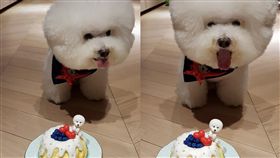 蔡依林,愛犬,Whoohoo（圖／翻攝蔡依林臉書）