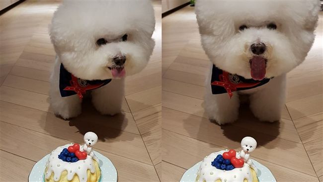 蔡依林歡慶愛犬生日：還是只能吃兩口