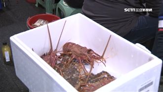 龍蝦、帝王蟹狂釣　2小時2千拚手氣
