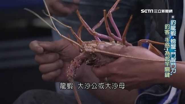 釣龍蝦、螃蟹訣竅大公開　手感是關鍵