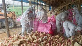 土雞染H5禽流感　雲林預防撲殺上萬隻雲林縣動植物防疫所5日在東勢鄉，預防性撲殺感染H5型流感紅羽土雞1萬1000多隻，現場消毒。（雲林縣動植物防疫所提供）中央社記者葉子綱傳真  107年1月5日