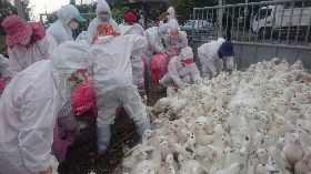 雲林家禽染H5N2禽流感　撲殺作業完