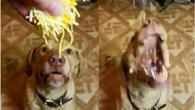 狗,毛孩,起司,比特犬,貪吃　圖／翻攝自臉書