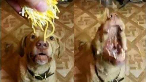 比特犬開心吃大餐　吃相卻嚇壞網友