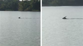 難道是龍？阿公店「長角水怪」游超快