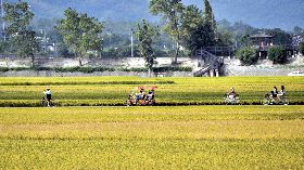 稻米市價不好可賣給政府  稻農多一層