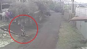 ▲圖／翻攝畫面
嘉義／大蛇「從天而降」！原是惡鄰居搞鬼!