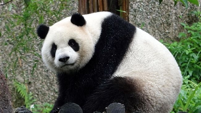 寒流報到！　大貓熊、企鵝越冷越開心