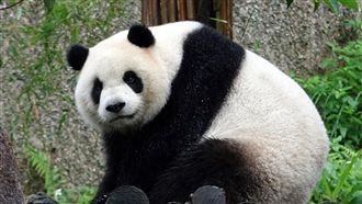 寒流報到！　大貓熊、企鵝越冷越開心