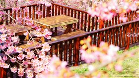 ▲首爾晨靜樹木園燈節。（圖／Tripbaa趣吧！達人帶路）