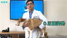 名家／PetTalk：說寵物／抱柯基的方式（勿用）