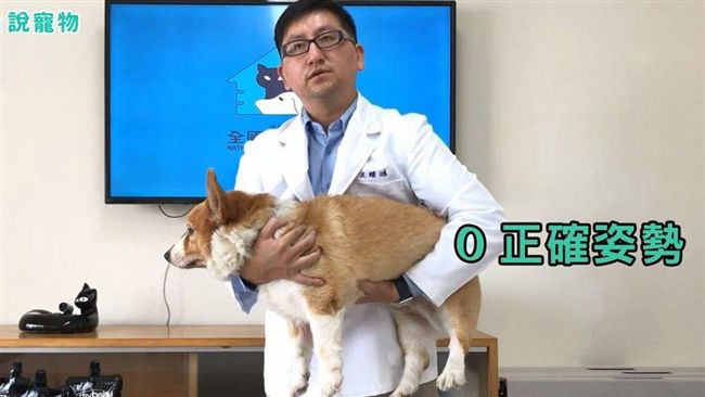冬天是抱抱的季節　如何正確抱柯基？