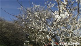 南投信義鄉梅花。（圖／攝影師簡慶南提供）