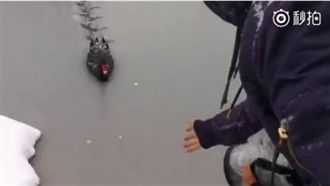 黑天鵝破冰討食物被耍　網笑：太壞啦