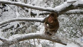 寒冷,下雪,猴子,冰凍,猴子冷 示意圖／翻攝自Pixabay