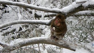 凍番薯！淡水探8.8度「入夜更冷」