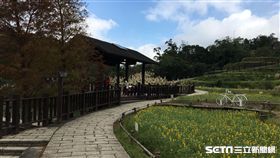 貓空樟樹步道,魯冰花。（圖／北市大地處提供）