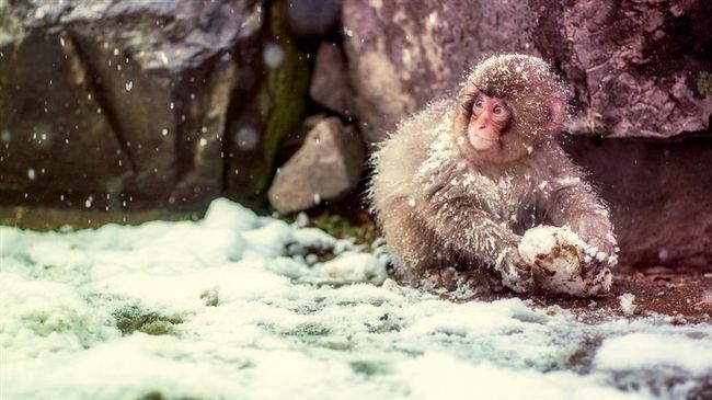 凍番薯！明後低溫僅7度　別被太陽騙