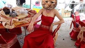 新娘禮服超糗　網友歪樓驚見「傳說中的霸氣姊」

圖／翻攝自《爆廢公社》