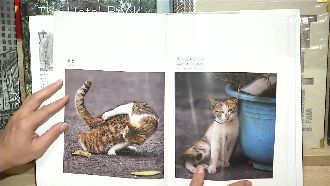 攝影師愛貓成癡　集結成冊傳達暖流