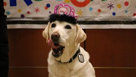 退休,奧蘭多國際機場,Gema,警犬,拉不拉多,狗,毛孩
（圖／翻攝自Orlando International Airport臉書）