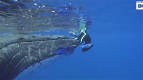 鯨魚,座頭鯨,虎鯊,Nan Hauser,保護,魚鰭,鯊魚,動物
（圖／翻攝自YouTube）