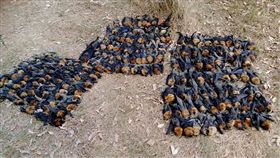 澳洲雪梨狐蝠活活熱死（圖／翻攝自Help Save the Wildlife and Bushlands in Campbelltown臉書）