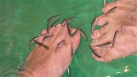 魚療足浴,毒死,IT,工作,洗腳,大陸,女友,交往　圖／翻攝自維基百科　https://goo.gl/S2m1fY