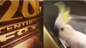 鸚鵡,福斯,電影,鍋底,電影,福斯,甩頭