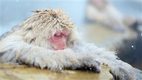 猴子、寒冷、冷氣團、寒流，猴子冷／pixabay