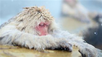 下週東北風接力　全台轉雨有機會再賞雪