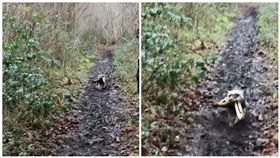 法鬥找到樹枝好嗨　奔跑戳臘腸屁屁！（圖／翻攝自simon.thefrenchbulldog IG）