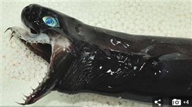 台東外海捕獲「外星怪魚」紅到海外，外國網友議論紛紛。（圖／翻攝Daily Mail）