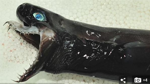 外媒都在報　台捕獲罕見「外星怪魚」
