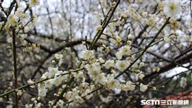 北市志成公園梅花盛開　北市工務局提供