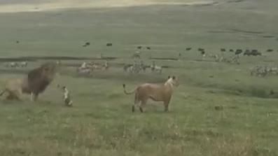 狗狂吼咬鬃毛　萬獸之王竟秒變小孬孬