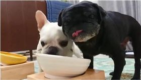 狗,毛孩,法鬥,巴哥,搶食物　圖／翻攝自ig