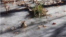 鱷魚,美國,北卡羅萊納,寒流,呼吸　圖／翻攝自臉書