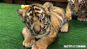 六福村孟加拉虎,小老虎,虎寶寶。（圖／六福村提供）