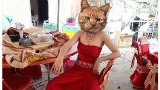 婚紗撞色桌布　新娘自嘲「融為一體」