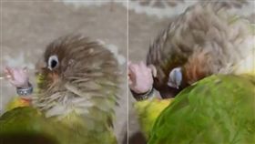 抓癢,鸚鵡,羽毛,鳥,不求人　圖／翻攝自推特