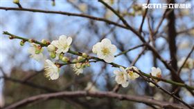 梅花,北市志成公園。（圖／北市公園處提供,陳正祥攝影）