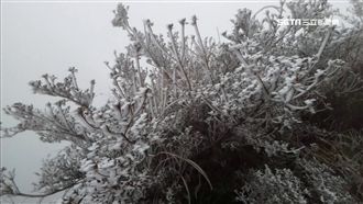 太平山今晨結霧淞　景色絕美如畫