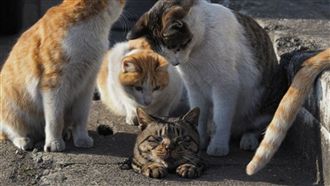 卡洞還被圍觀　受困肥貓一臉厭世