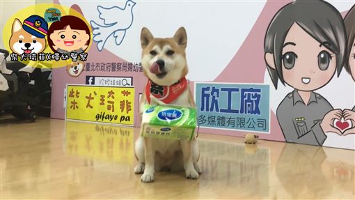 台北,婦幼隊,柴犬