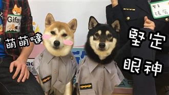 超萌柴柴穿制服　女警都要融化啦！